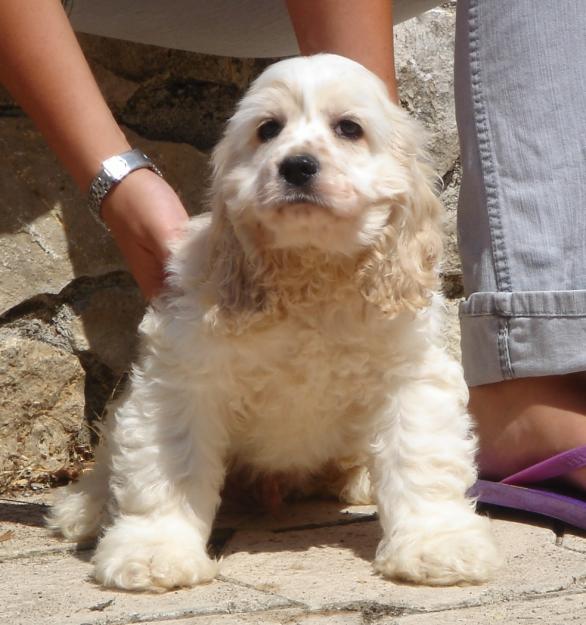 Cachorros de Cocker americano