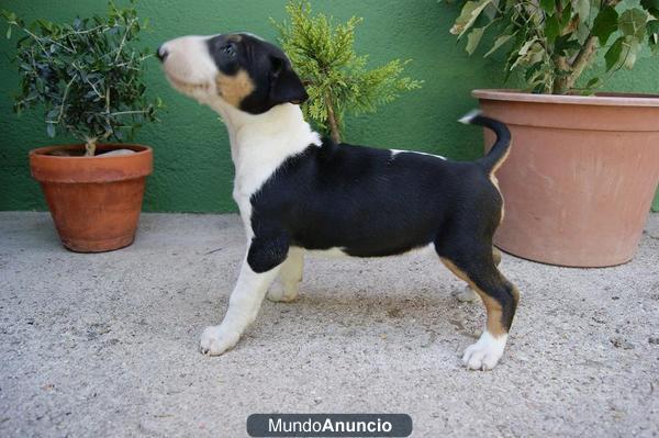 En Barcelona, perritos de Bull terrier, con pedigre