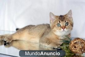 Gatitos Chinshillas,point (golden and silver ) con pedigree