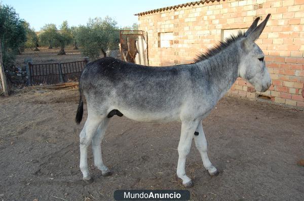 se vende burro Andaluz