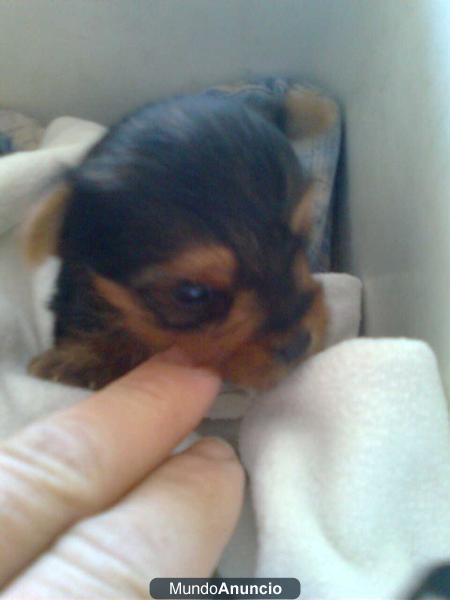 Se vende yorkshire mini cachorro (macho)