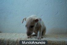 Bull Terrier buena Calidad