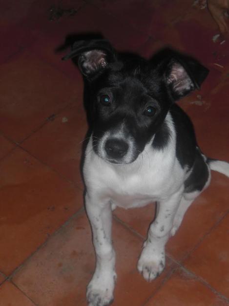 Cachorrita 4 meses busca hogar