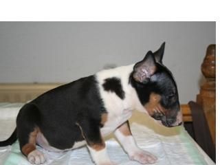 cachorro de bull terrier, tricolor, alta calidad, ven a visitarnos