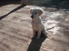 Cachorro Golden Retriever - mejor precio | unprecio.es