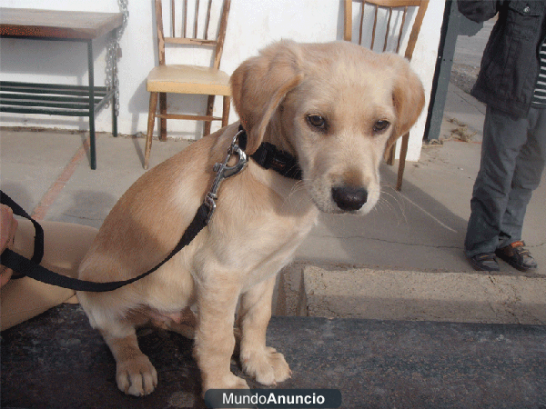 CACHORRO PARA ADOPTAR