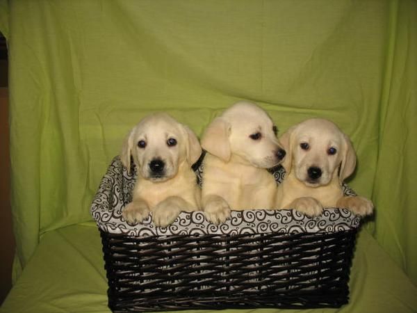 Cachorros Labrador 250 euros