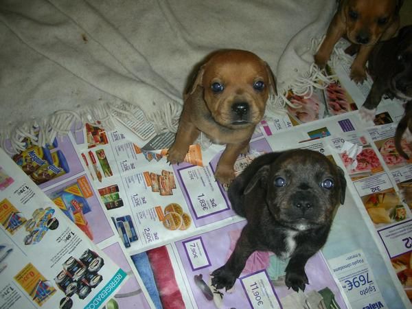 CACHORROS STAFFORD BULL TERRIER INGLES!