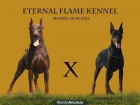 Camada de dobermann ETERNAL FLAME KENNEL - mejor precio | unprecio.es