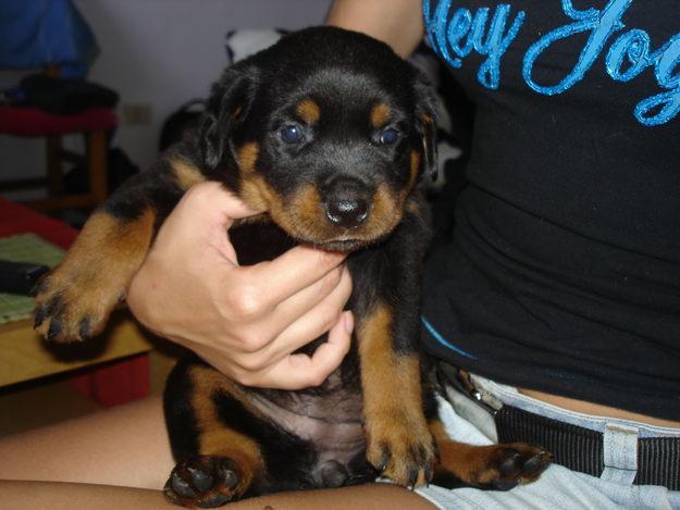 Excelentes cachorros de Rottweiler