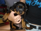 Excelentes cachorros de Rottweiler - mejor precio | unprecio.es