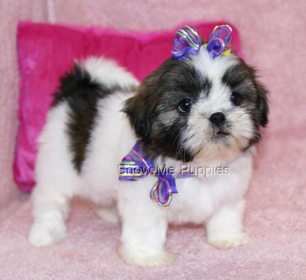 Excelentes Shih-tzu cachorros, buen precio