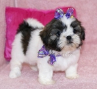 Excelentes Shih-tzu cachorros, buen precio - mejor precio | unprecio.es