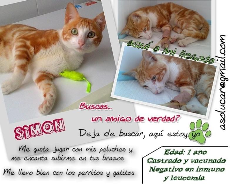 Gatito super mimoso busca familia