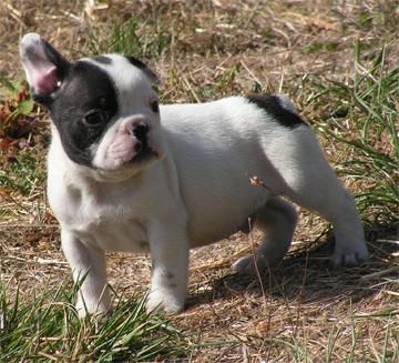 hermosa francés Bulldogs cachorros dos camadas