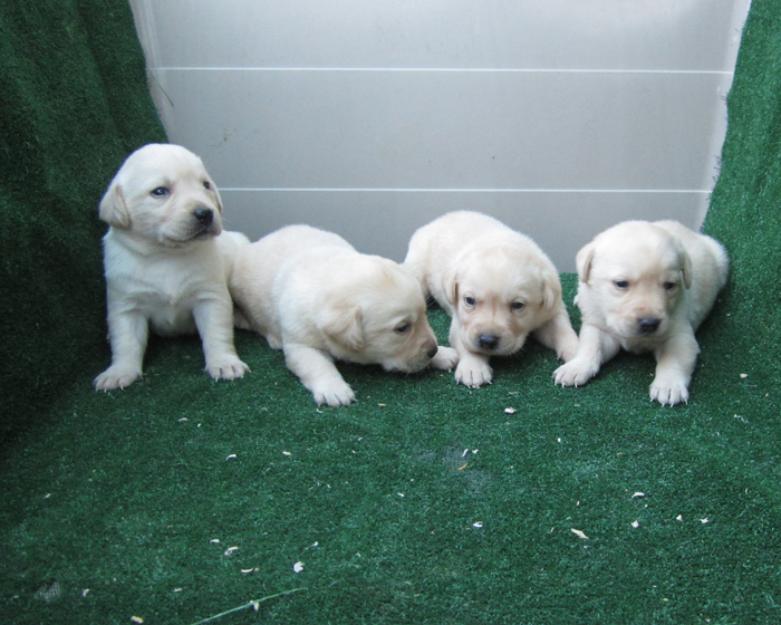 Labradores fantastica camada en oferta de cachorros dorados