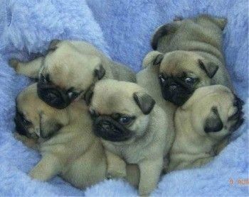 Nuevos Cachorros de Carlino PuG, en madrid, cachorro , 150 euros