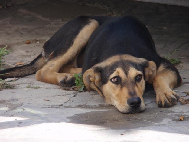 Perrita en adopcion algeciras