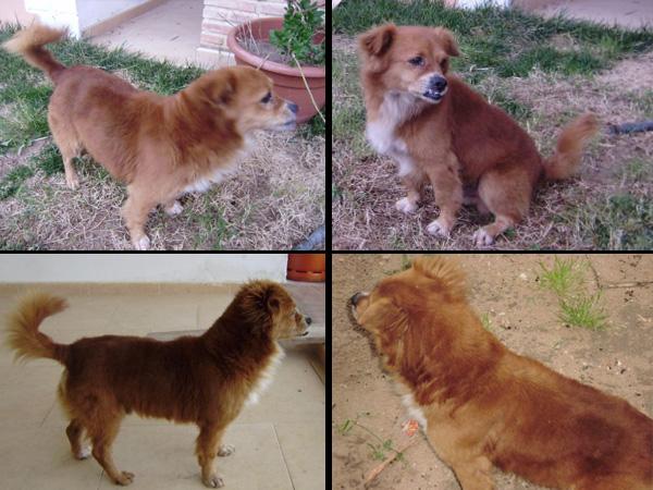 Perro pequeño y bueno se queda sin casa, ayudale a no estar en la calle!