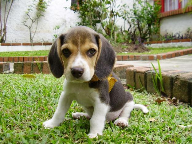 precioso cachorro de beagle tricolor