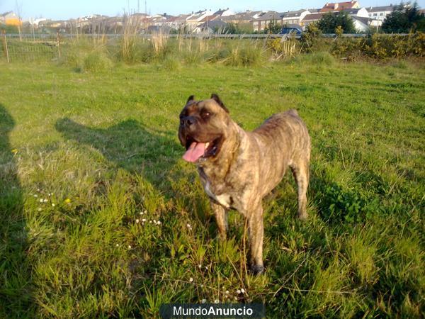 se ofrece presa canario para montas