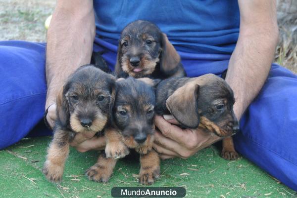 teckel estandar pelo duro 3 meses