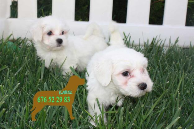 Cachorros de Bichon Maltes¡' garantia veterinaria !