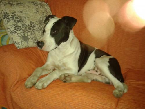 Cachorro american stanford en adopcion