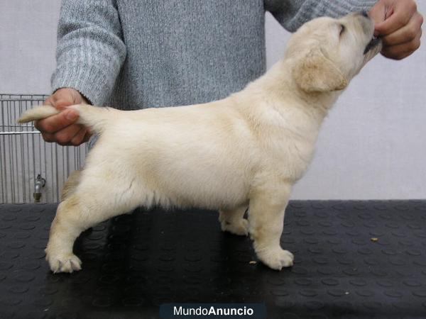 cachorros de Labarador Retriever