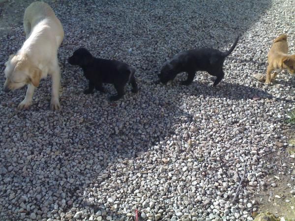 chachorros de labrador