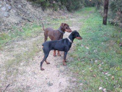 Dos dobermans (precio a convenir)