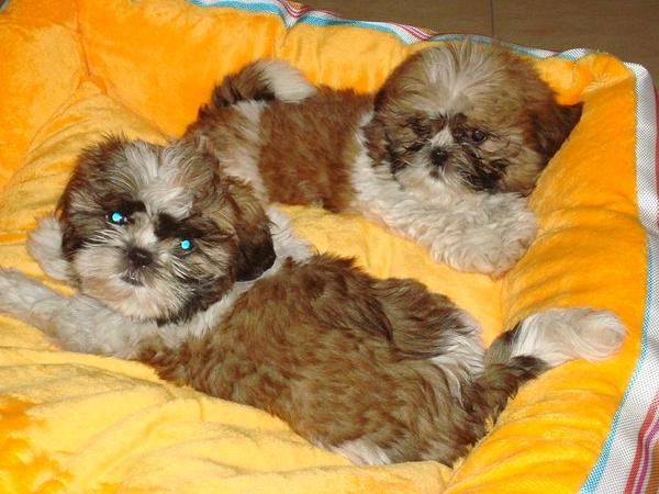 Preciosos shih tzu