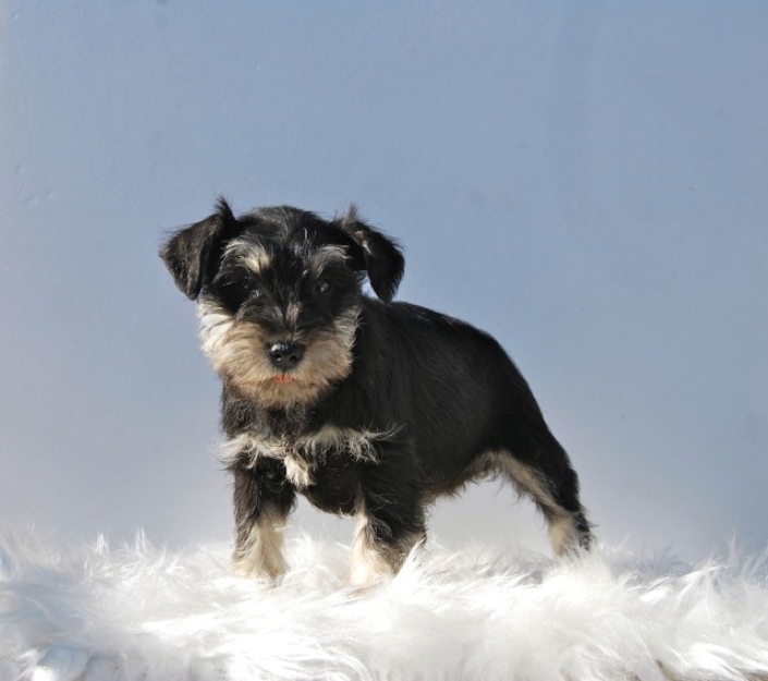 Schnauzer negro y plata