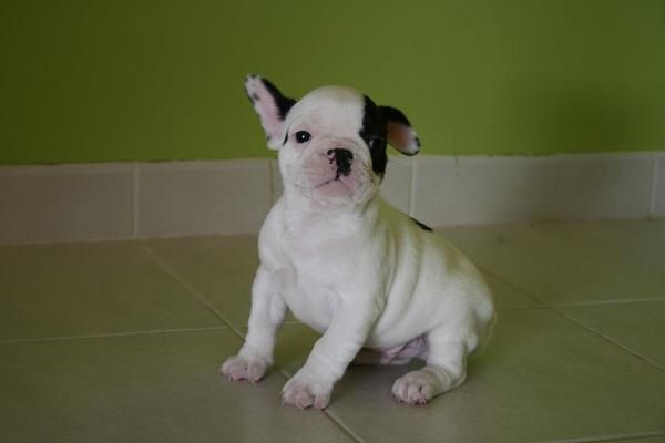 SE VENDEN BULLDOG FRANCES E INGLES DE PRIMERA, CONFIA EN PROFESIONALES