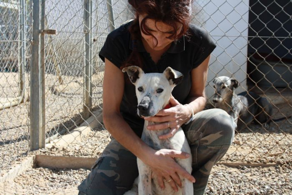 Buenafuente, perro de tamaño pequeño en adopción