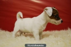 cachorrazos de jack russell terrier para entregarse\'¡¡ somos criadores - mejor precio | unprecio.es