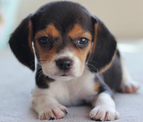 cachorro Beagle