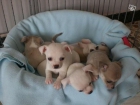 cachorros chihuahua con o sin pedigree desde - mejor precio | unprecio.es