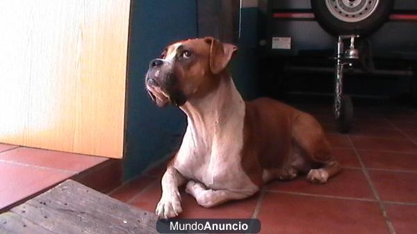 Cachorros de Boxer