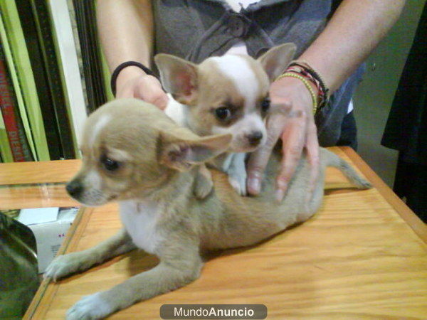 CACHORROS DE CHIHUAHUA, PRECIOSOS 650 EUROS