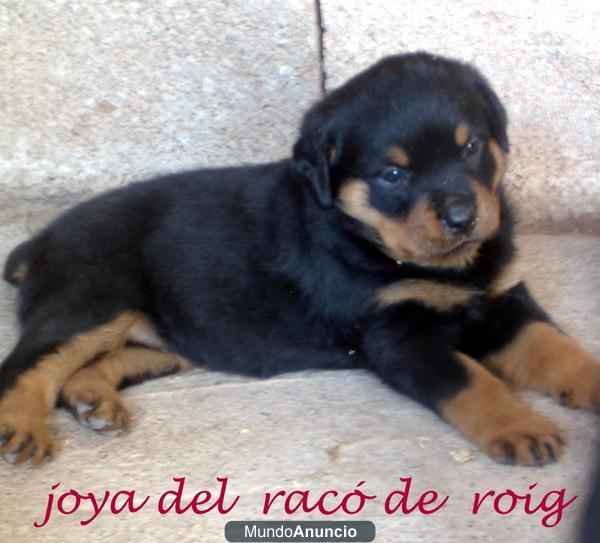 CACHORROS DE ROTTWEILER!!!