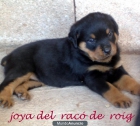 CACHORROS DE ROTTWEILER!!! - mejor precio | unprecio.es