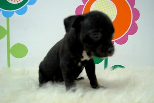 Cachorros de Stafforshire Bullterrier