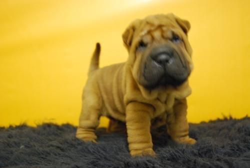 camada de shar pei, cachorritos de muy buena calidad