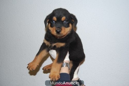 Excelentes Macho y Rottweiler con 3 meses