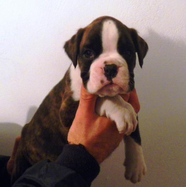 MAGNIFICOS CACHORROS DE BOXER