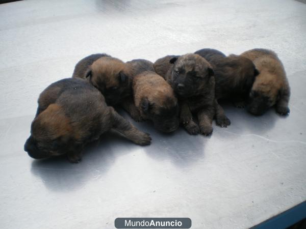 Se regalan cachorros mestizos de pastor belga