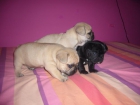 VENDO CRIAS DE BULLDOG FRANCES - mejor precio | unprecio.es