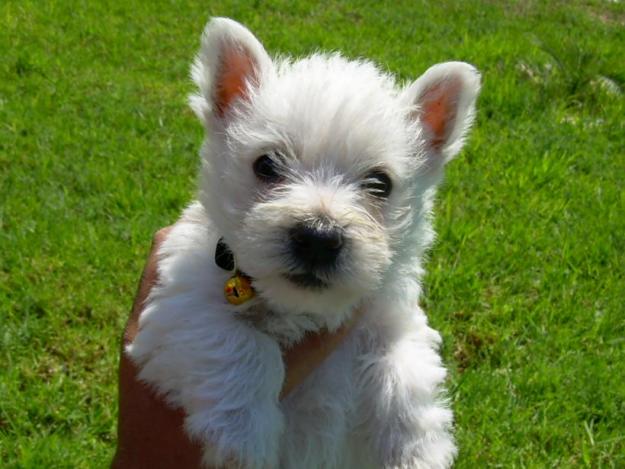 CACHORROS 100X100 ESPAÑOLES CON GARANTIAS Y CALIDAD