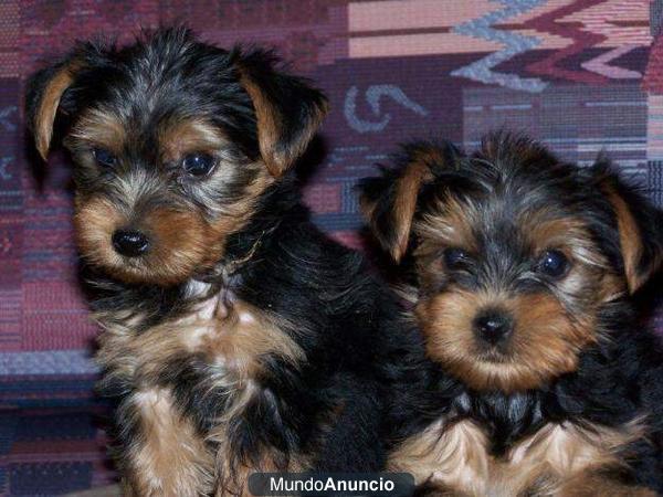 Cachorros de Yorkie